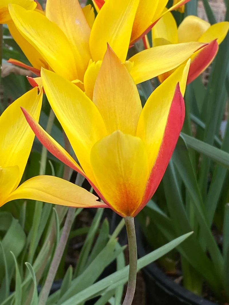 Tulipa clusiana 'Tubergen's Gem' - Damen-Tulpe