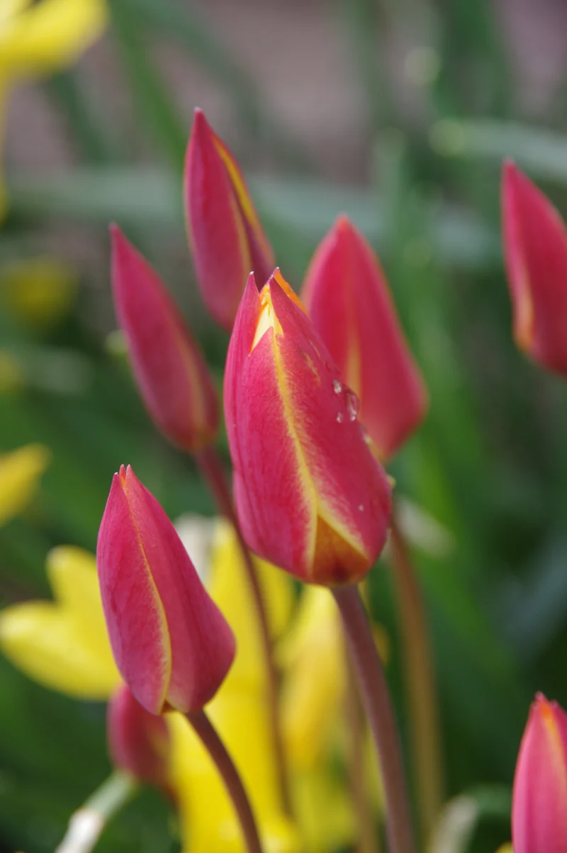 Tulipa clusiana 'Tubergen's Gem' - Damen-Tulpe