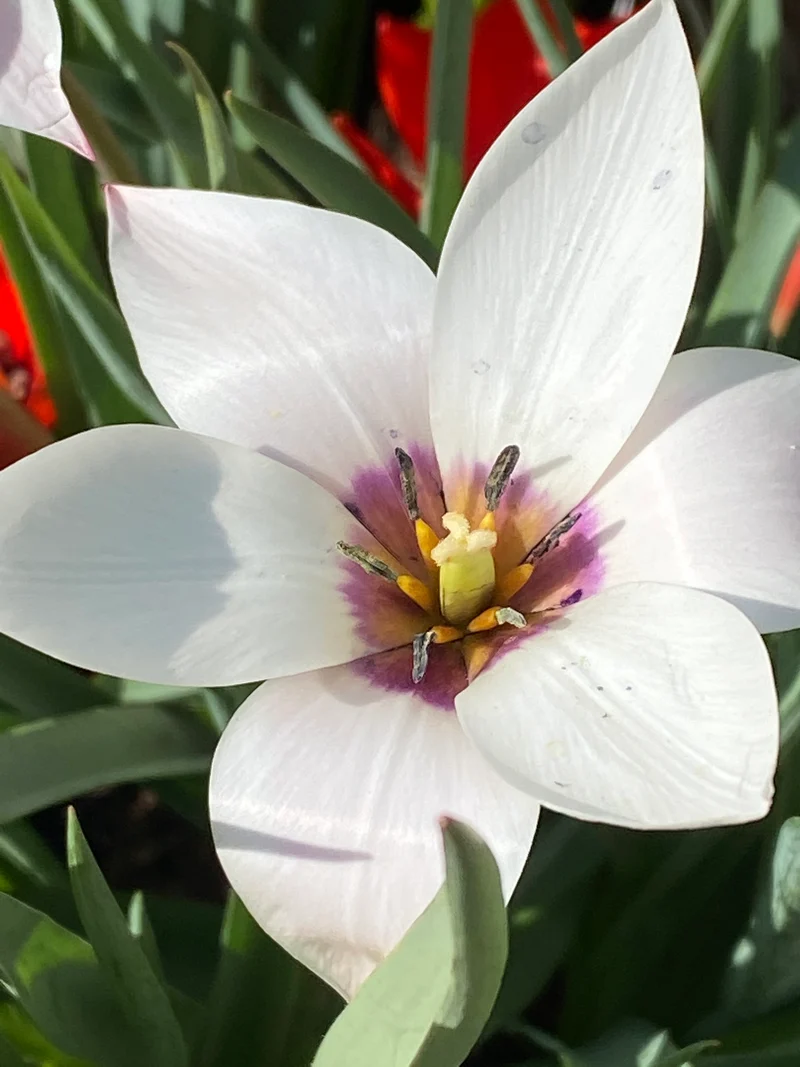 Tulipa clusiana 'Peppermint Stick' - Damen-Tulpe