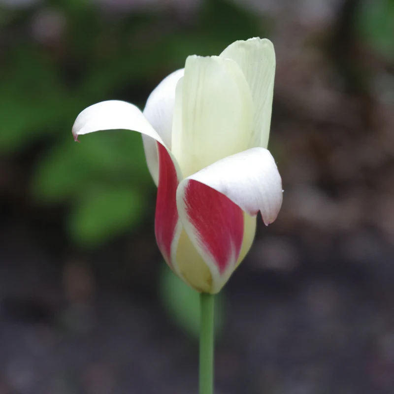 Tulipa clusiana 'Peppermint Stick' - Damen-Tulpe