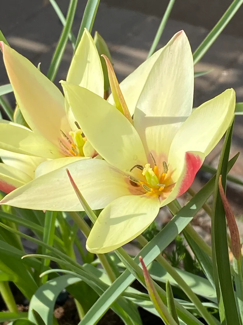 Tulipa clusiana 'Cynthia' - Damen-Tulpe