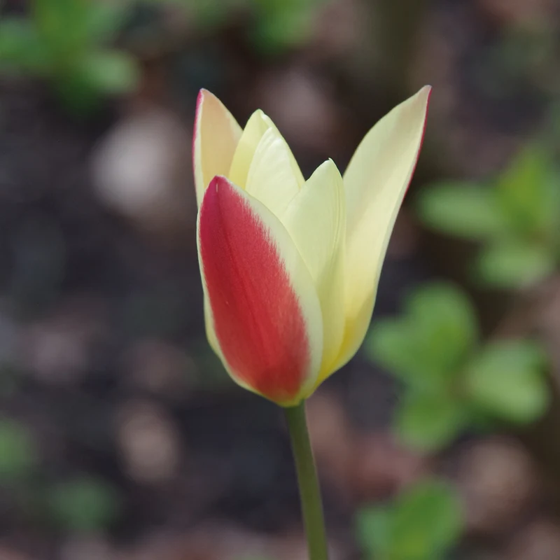 Tulipa clusiana 'Cynthia' - Damen-Tulpe