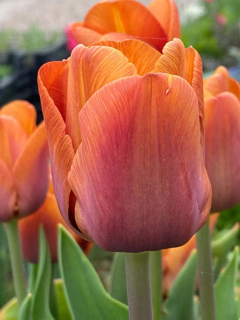 Tulipa 'Cairo' - Triumph-Tulpe