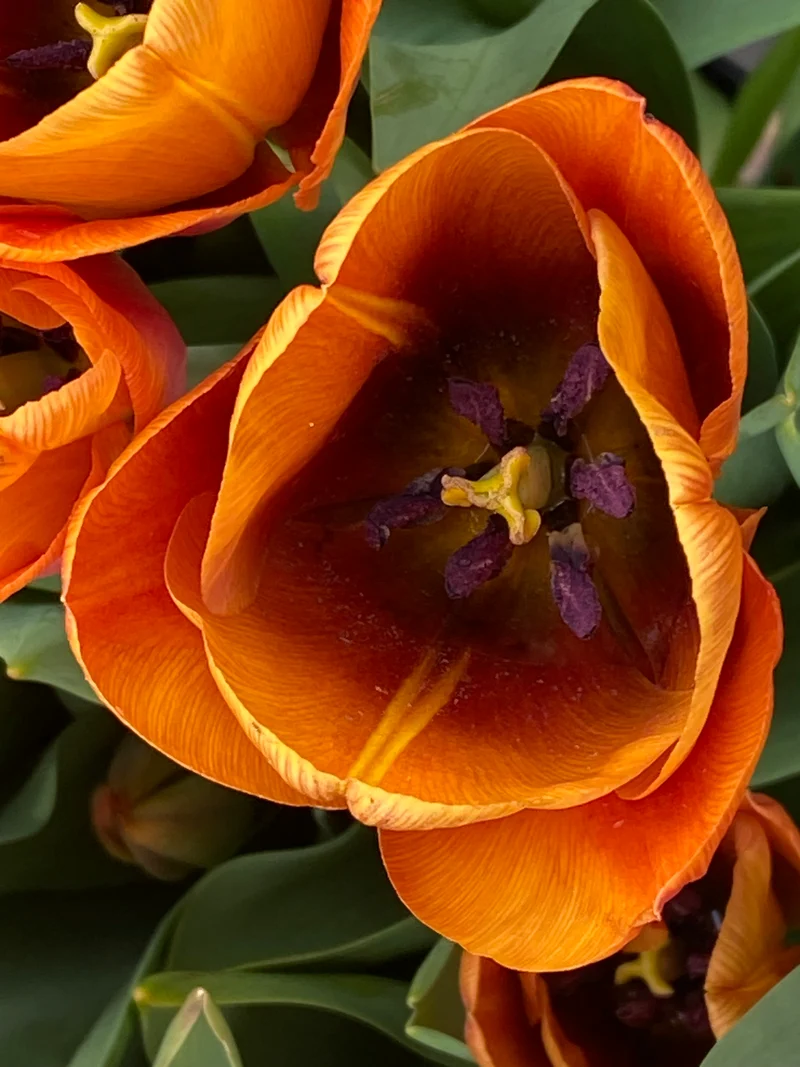 Tulipa 'Cairo' - Triumph-Tulpe
