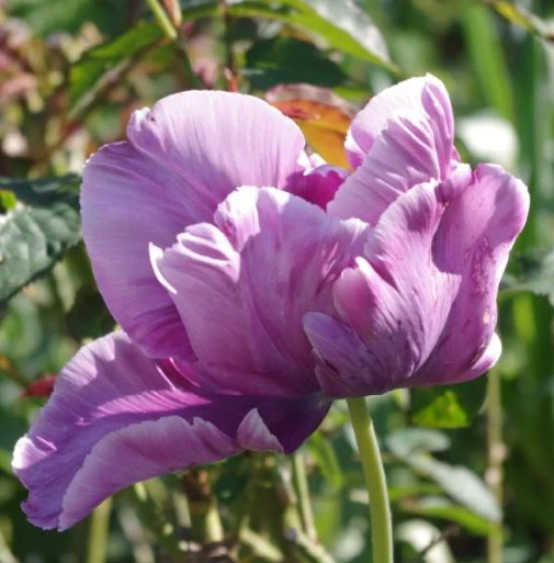 Tulipa 'Blue Parrot' - Papageien-Tulpe
