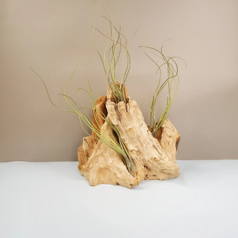 TILLANDSIA BUTZII
