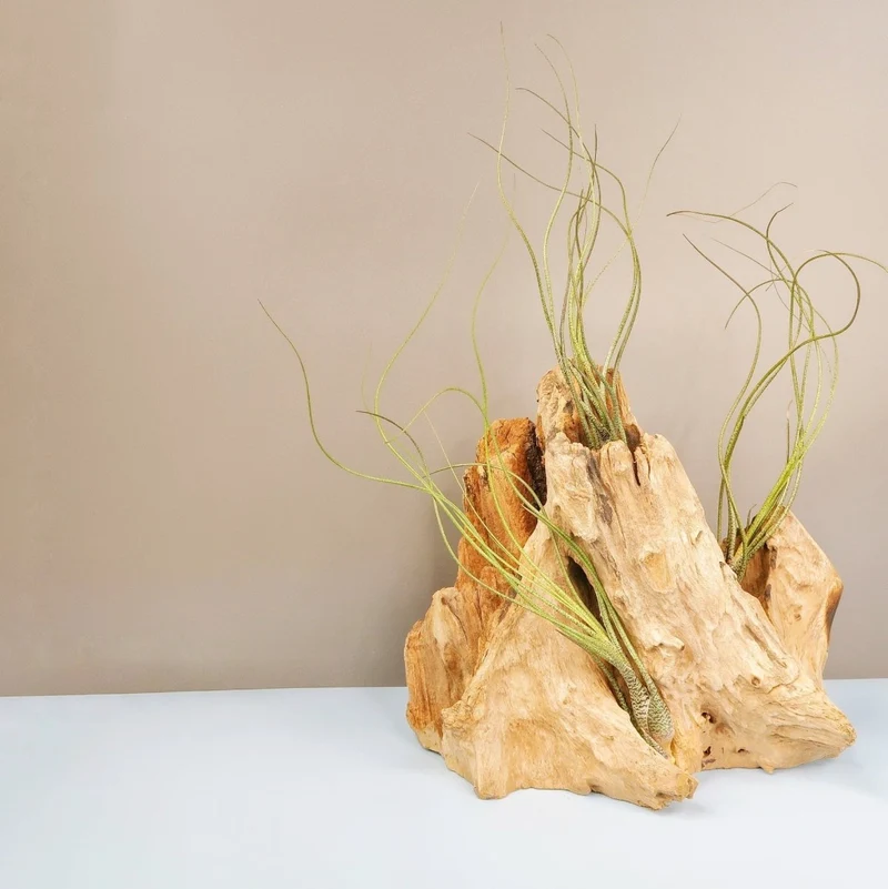TILLANDSIA BUTZII