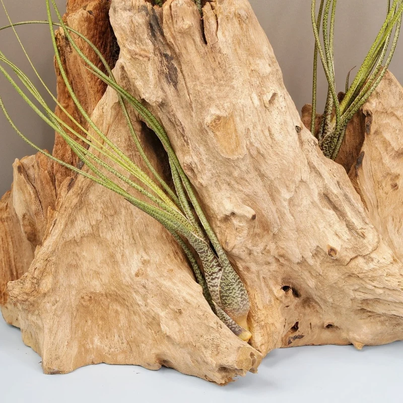 TILLANDSIA BUTZII