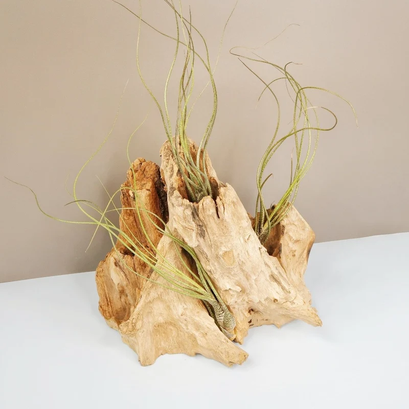 TILLANDSIA BUTZII