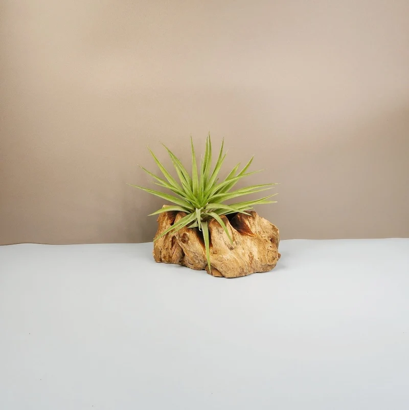 TILLANDSIA BRACHYCAULOS MULTIFLORAL