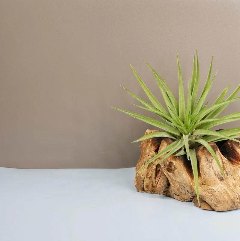 TILLANDSIA BRACHYCAULOS MULTIFLORAL