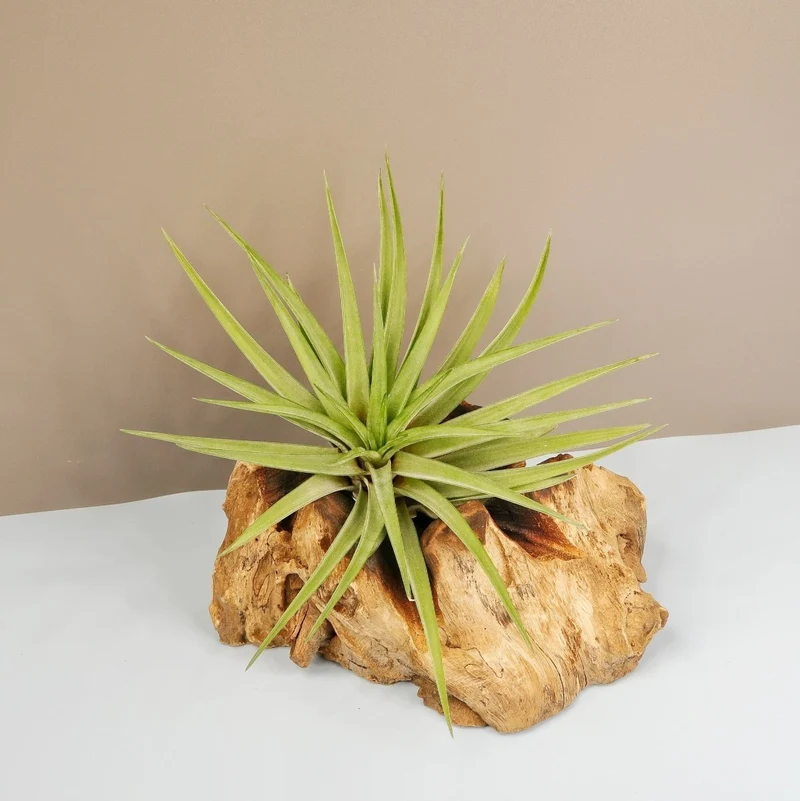 TILLANDSIA BRACHYCAULOS MULTIFLORAL