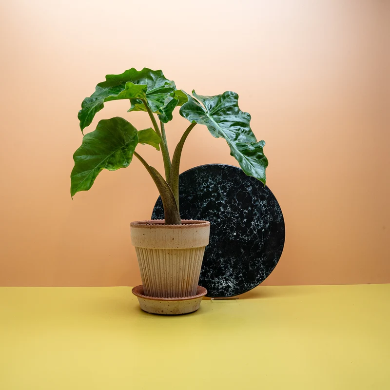 ALOCASIA LOW RIDER