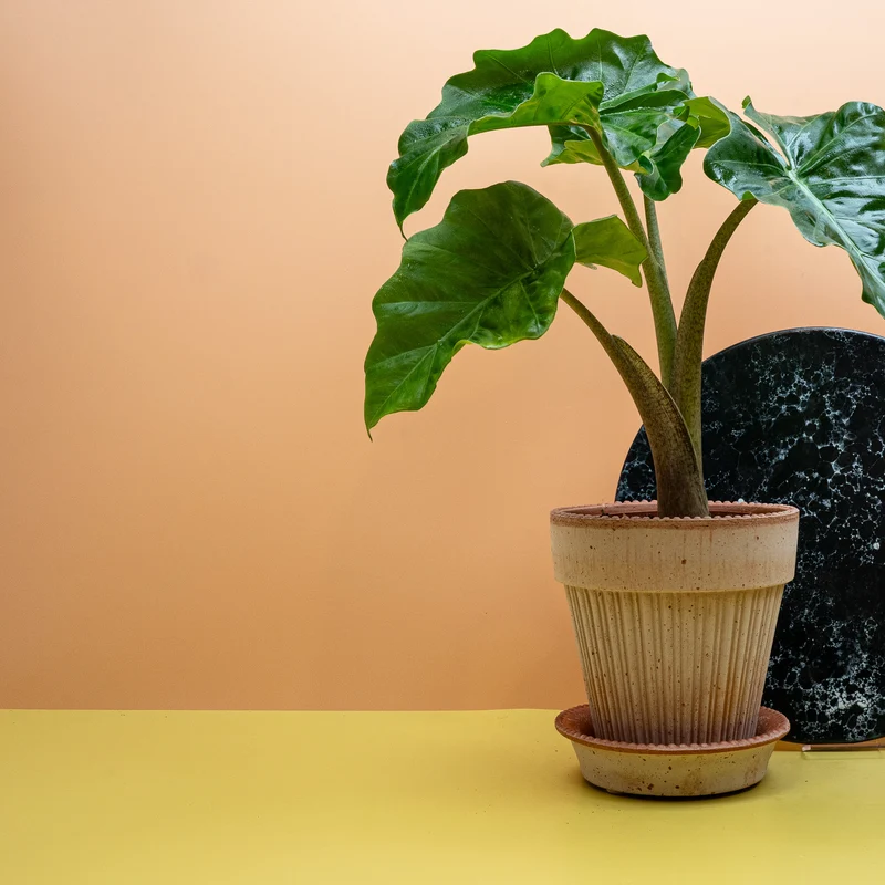 ALOCASIA LOW RIDER