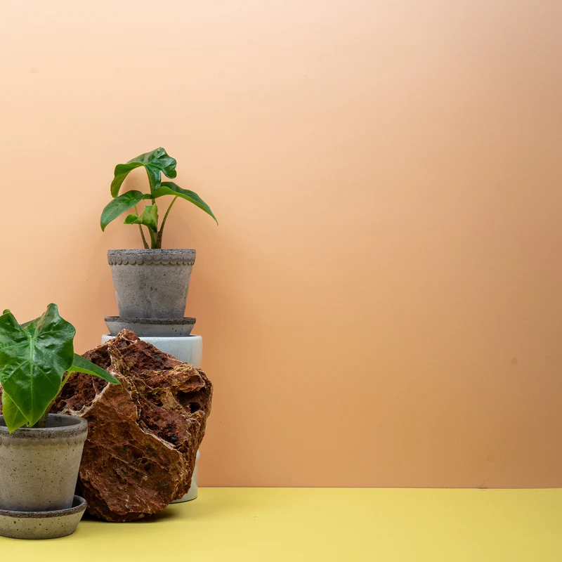 ALOCASIA LOW RIDER