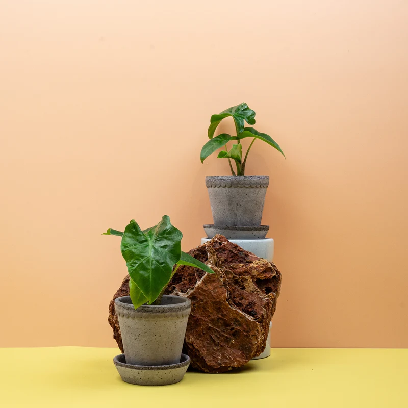 ALOCASIA LOW RIDER