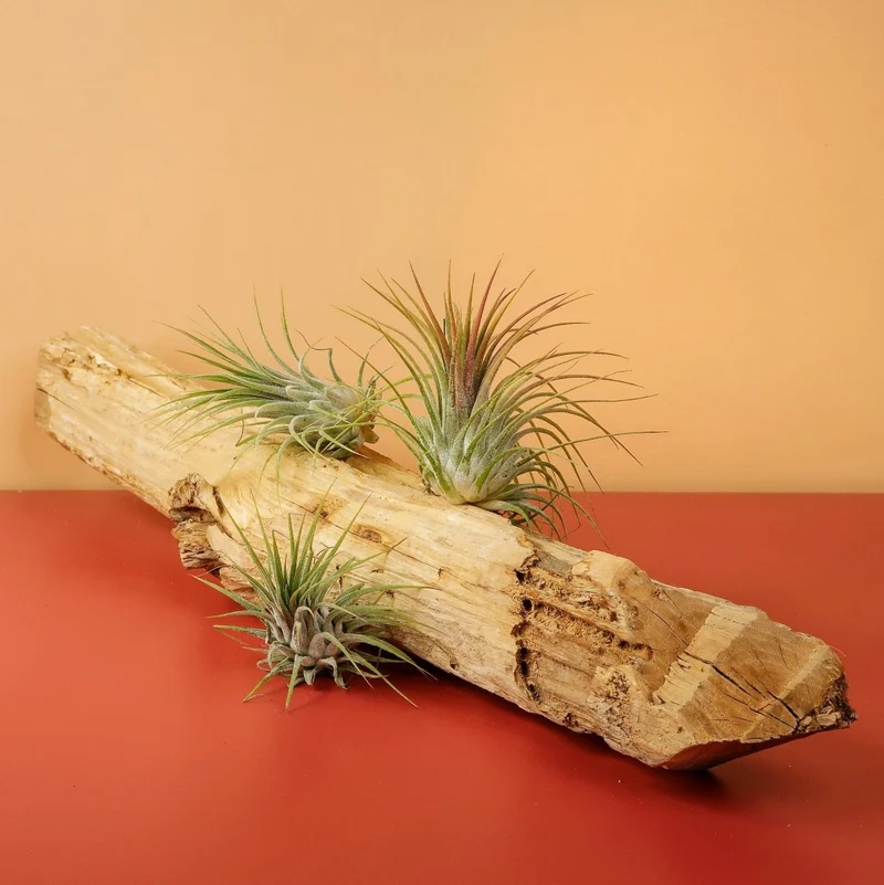 AIRPLANT HOLDER - ROOT LEVANGER
