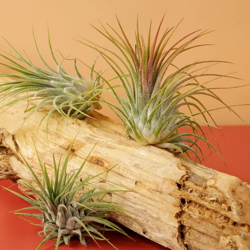 AIRPLANT HOLDER - ROOT LEVANGER