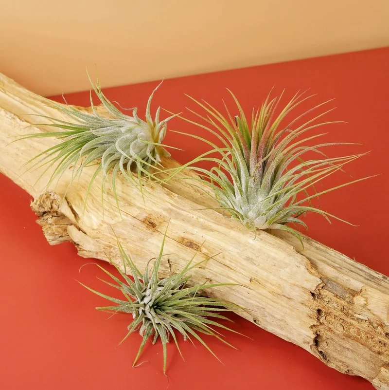 AIRPLANT HOLDER - ROOT LEVANGER