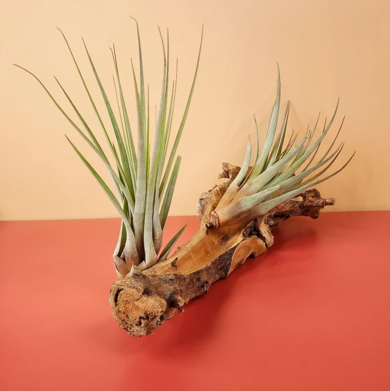 AIRPLANT HOLDER - ROOT ORKANGER