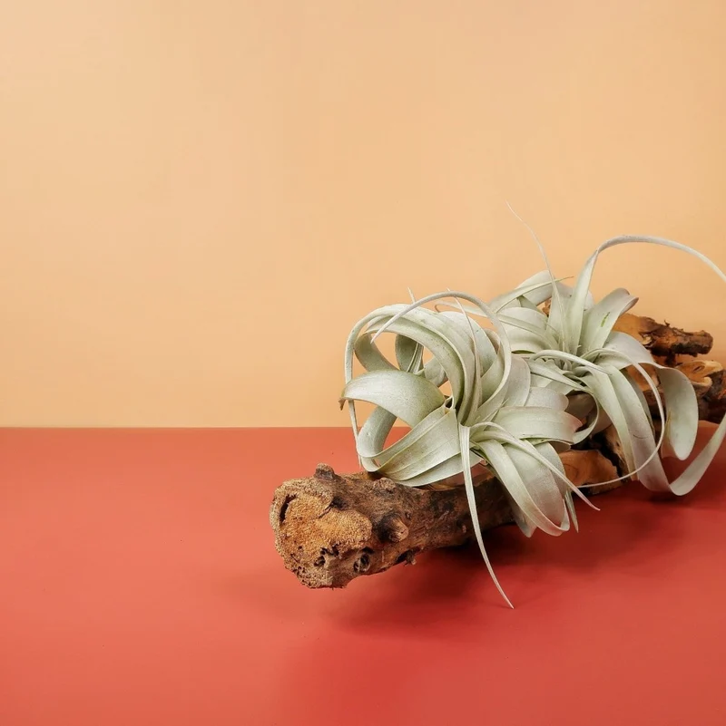 AIRPLANT HOLDER - ROOT ORKANGER