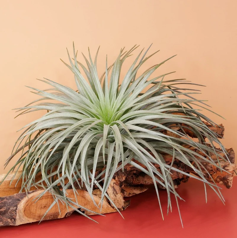 AIRPLANT HOLDER - ROOT ORKANGER