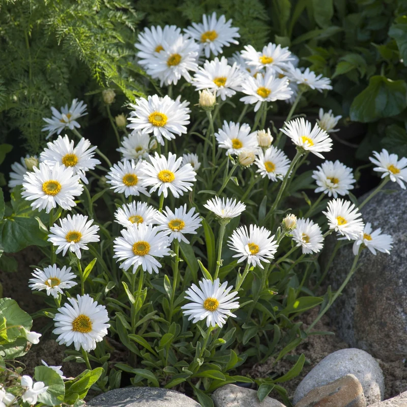 Alpen-Aster