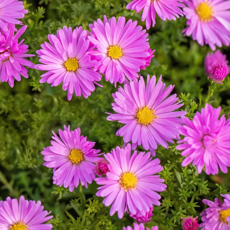 Alpen-Aster