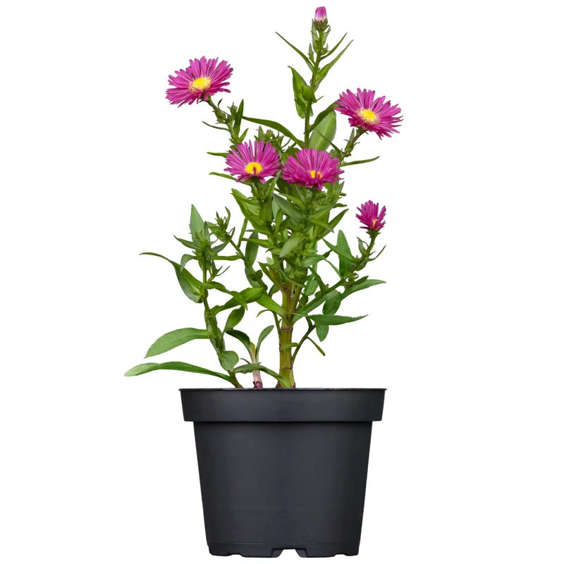 Alpen-Aster