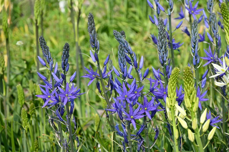 Camassia leichtlinii 'Maybelle'® - Leichtlins Prairielilie