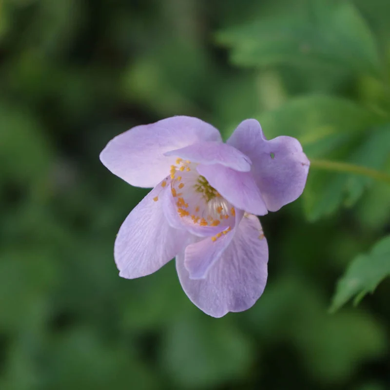 Anemone nemorosa 'Robinsoniana' - Blaues Buschwindröschen