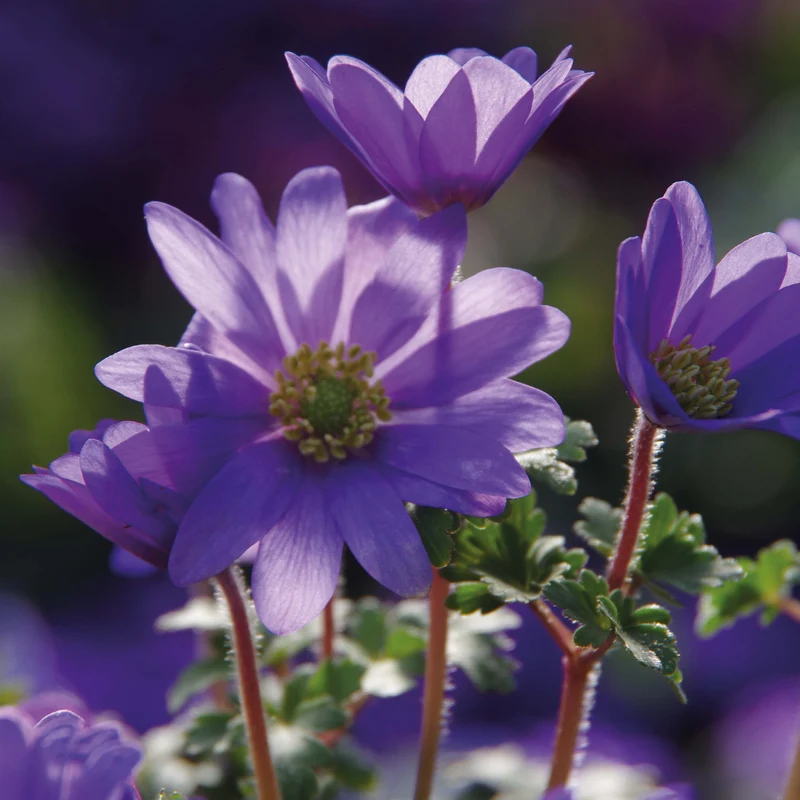 Anemone blanda 'Blue Shades' - Balkan-Windröschen