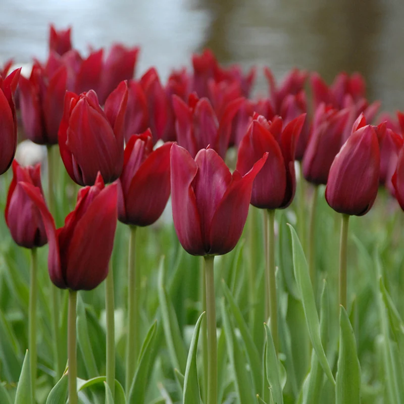 Tulipa 'Merlot' - Lilienblütige Tulpe