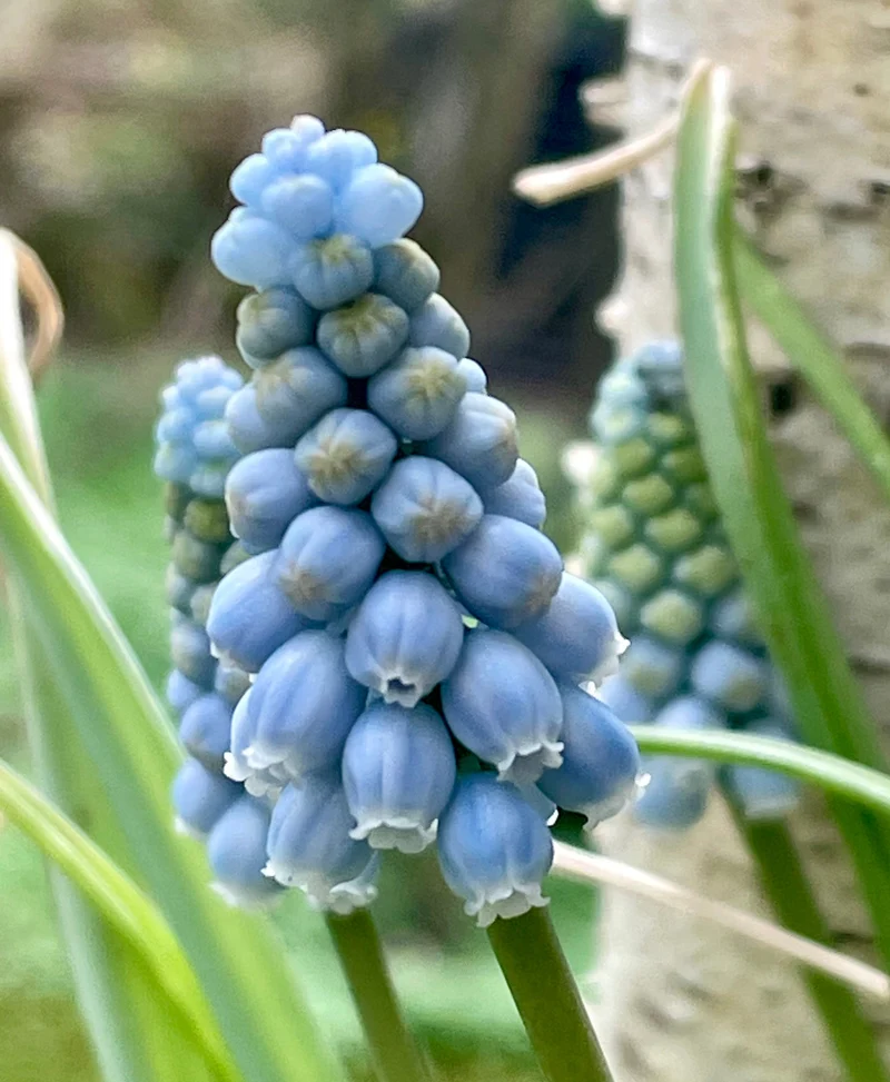 Muscari 'Baby's Breath' - Traubenhyazinthe