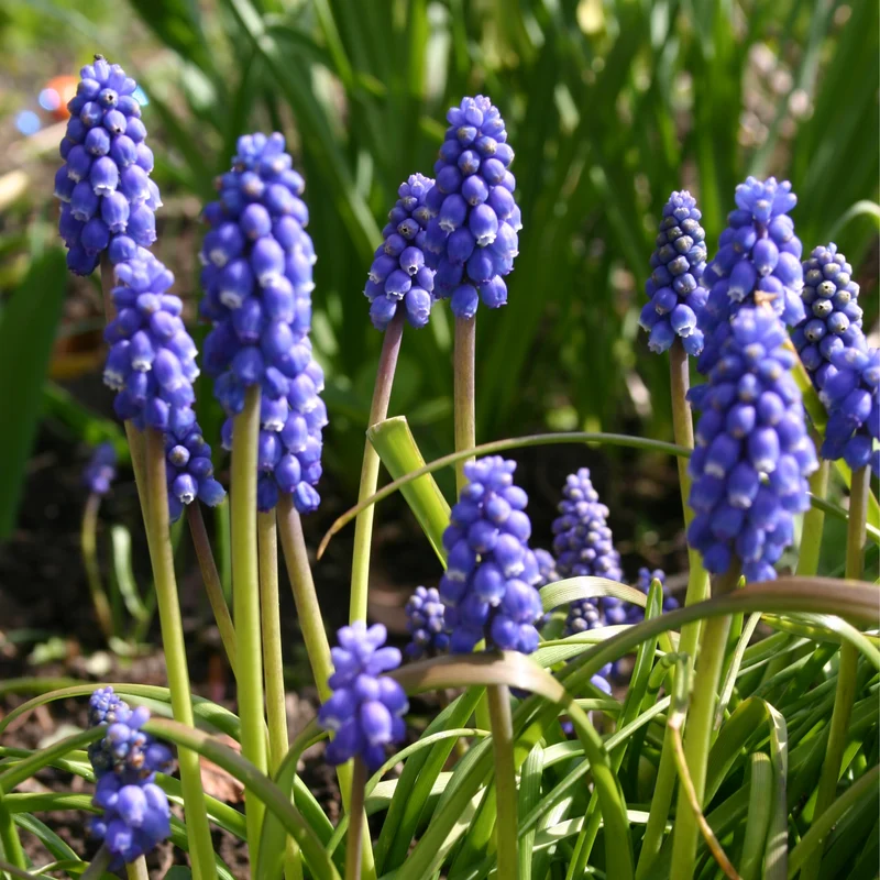 Muscari armeniacum - Armenische Traubenhyazinthe