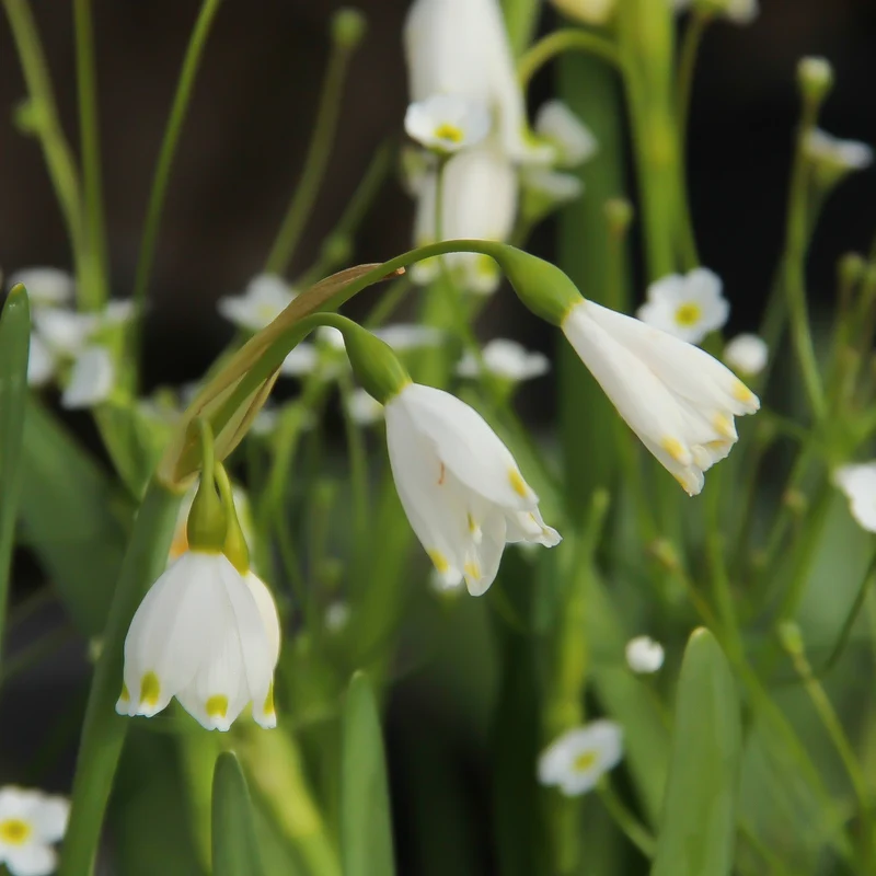 Leucojum aestivum - Sommer-Knotenblume