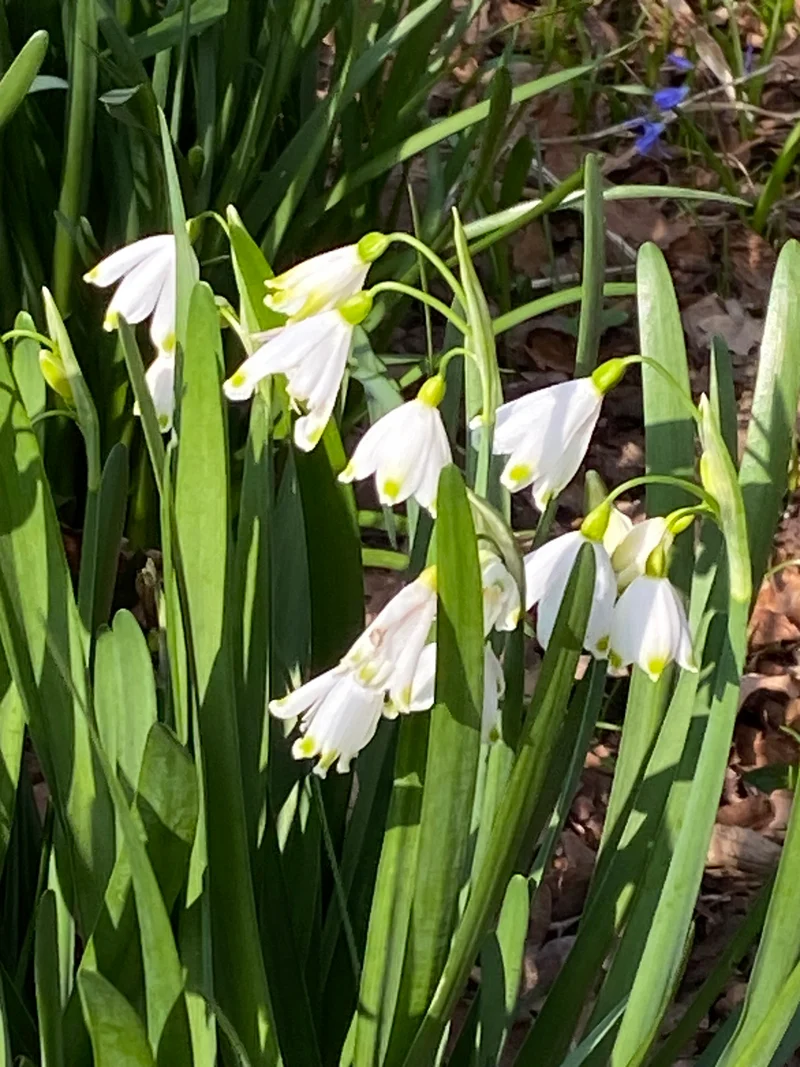Leucojum aestivum - Sommer-Knotenblume