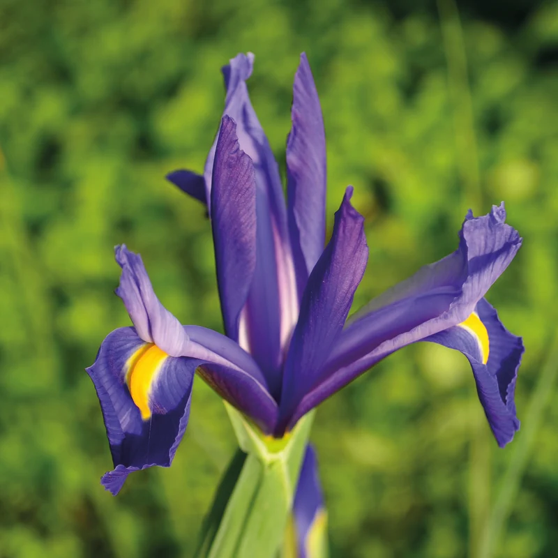 Iris hollandica 'Discovery' - Holländische Schwertlilie
