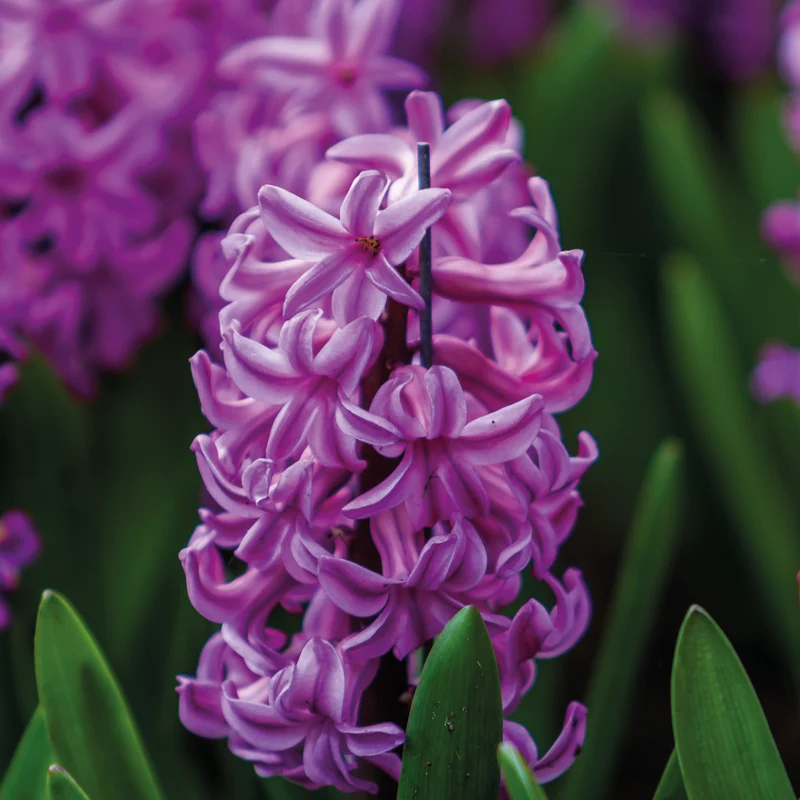 Hyacinthus 'Purple Sensation' - Hyazinthe