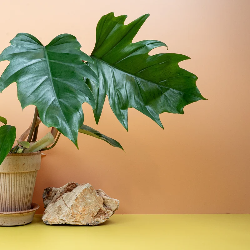 PHILODENDRON MAYOI