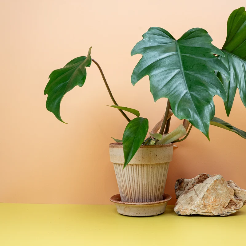 PHILODENDRON MAYOI