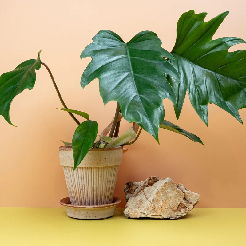PHILODENDRON MAYOI
