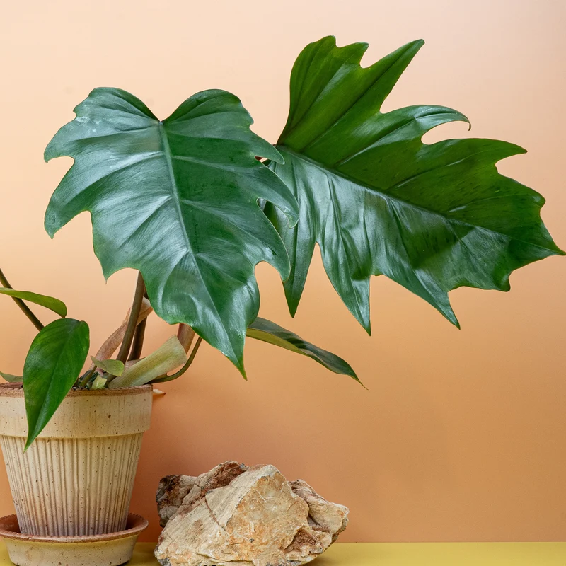 PHILODENDRON MAYOI