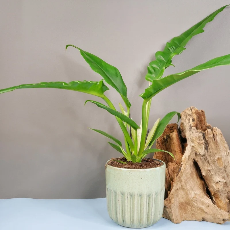 PHILODENDRON NARROW