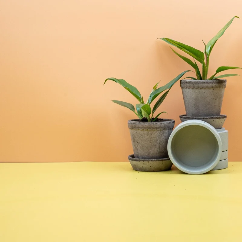 PHILODENDRON NARROW