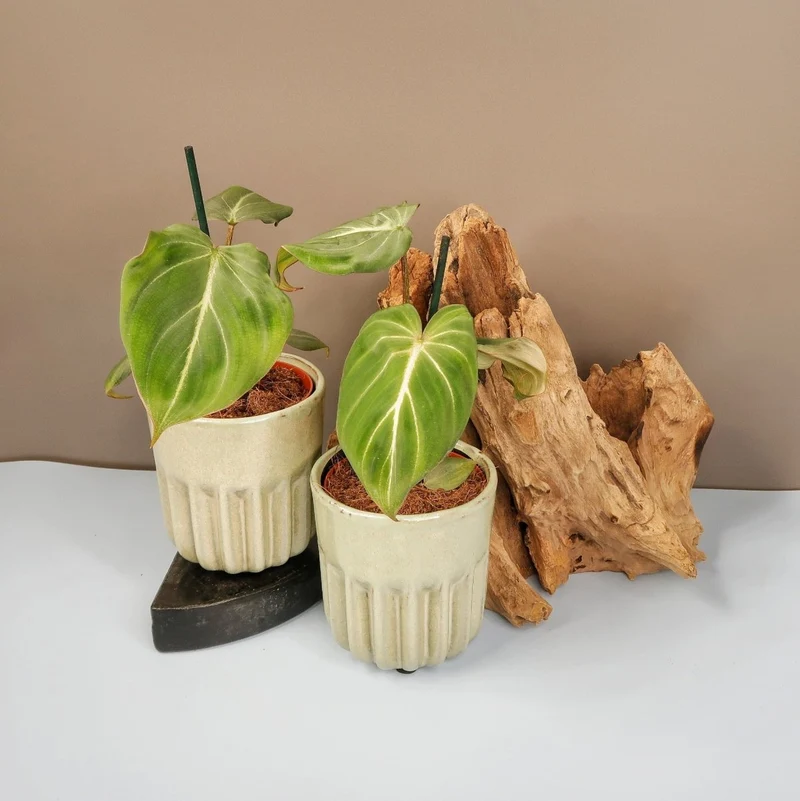 PHILODENDRON GLORIOSUM DARKFORM