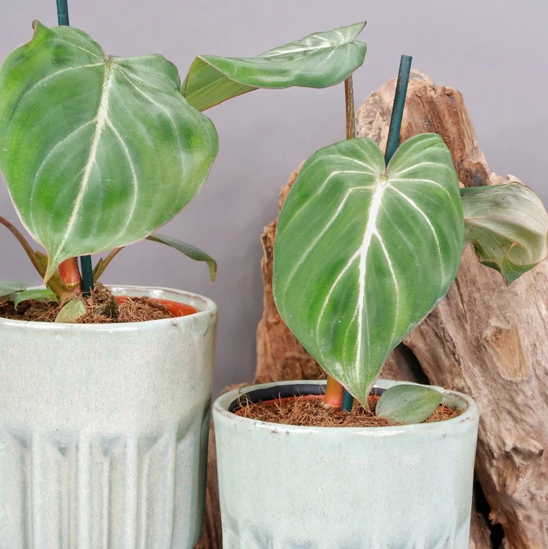 PHILODENDRON GLORIOSUM DARKFORM