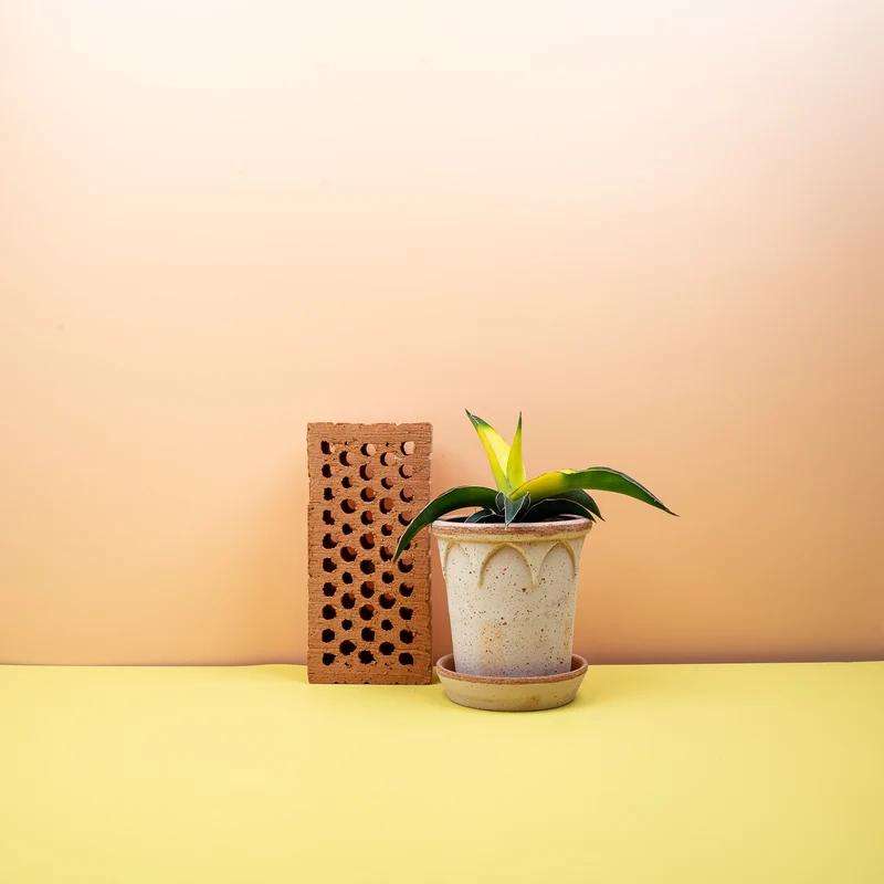 SANSEVIERIA STAR CANARY