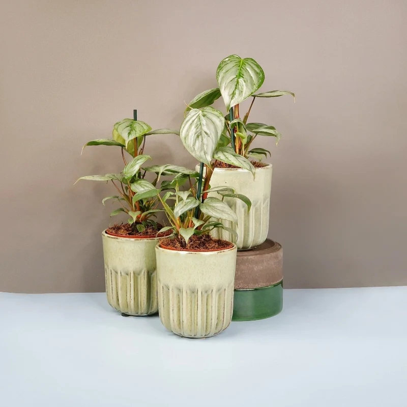 PHILODENDRON SODIROI