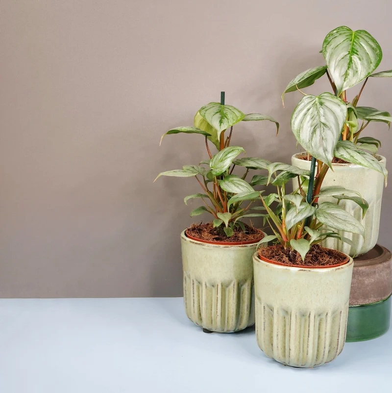PHILODENDRON SODIROI